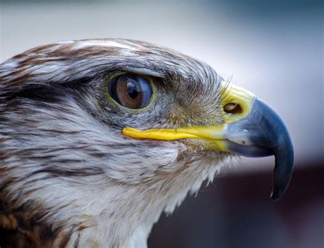 The Majesty of Eagles: Celebrating Their Role as Mascots